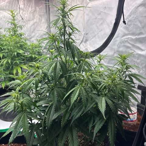 Blackberry Auto #4  growlog photo: 360 and assorted bud sites