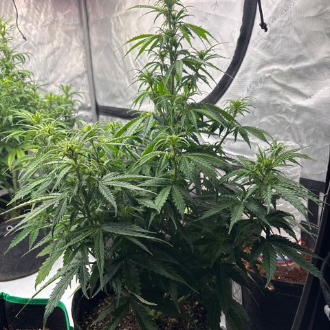 Blackberry Auto #4  growlog photo: 360 and assorted bud sites