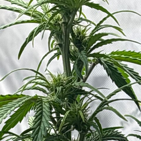 Blackberry Auto #4  growlog photo: 360 and assorted bud sites