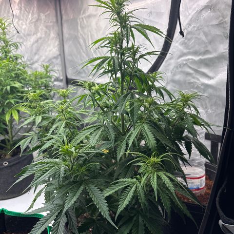 Blackberry Auto #4  growlog photo: 360 and assorted bud sites
