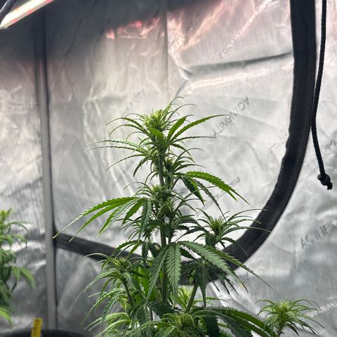 Blackberry Auto #4  growlog photo: 360 and assorted bud sites