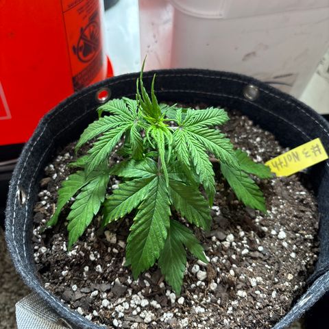 Northern lights #3 growlog photo: Before training 