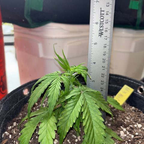 Northern lights #3 growlog photo: Before training 