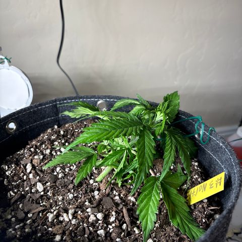 Northern lights #3 growlog photo: After training 