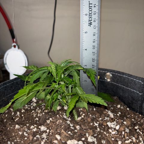 Northern lights #3 growlog photo: After training 