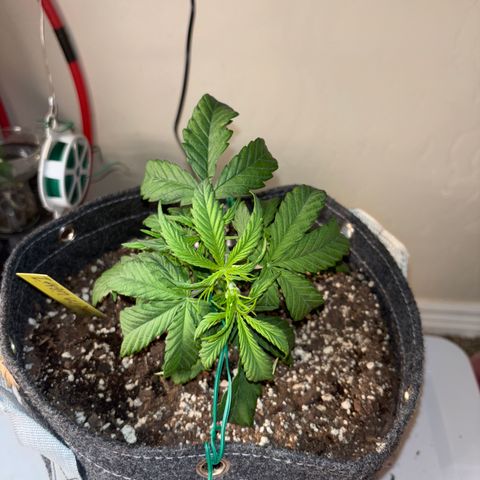 Northern lights #1 growlog photo: After training 