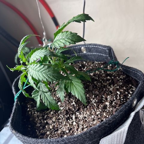 Northern lights #1 growlog photo: After training 