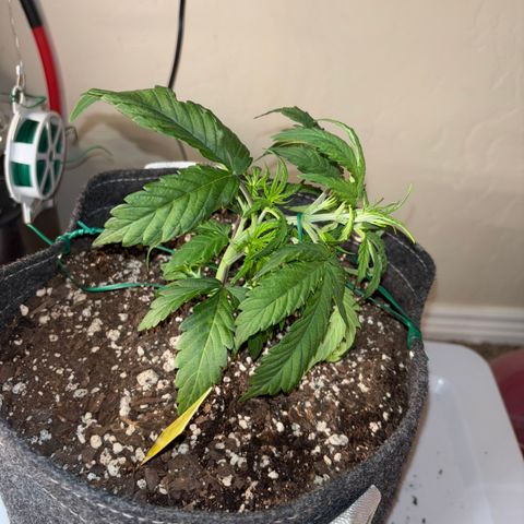 Northern lights #1 growlog photo: After training 