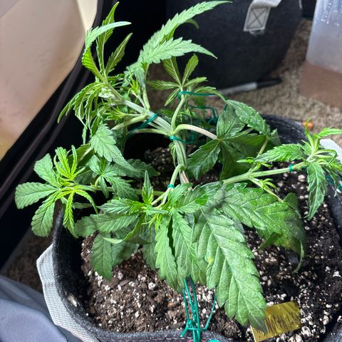 Northern lights #1 growlog timeline photo
