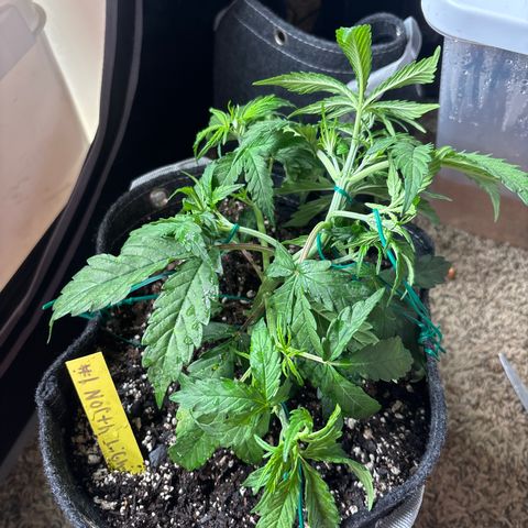 Northern lights #1 growlog timeline photo