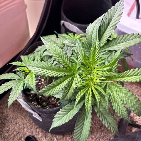 Northern lights #1 growlog photo: Before training 