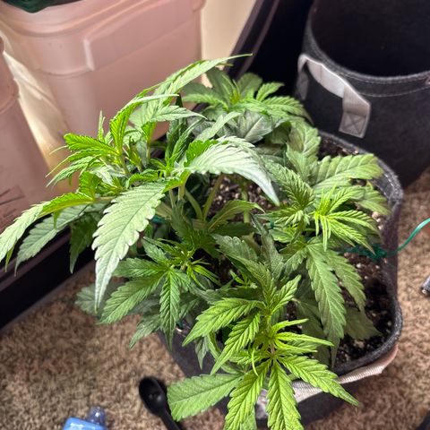 Northern lights #1 growlog photo: Before training 