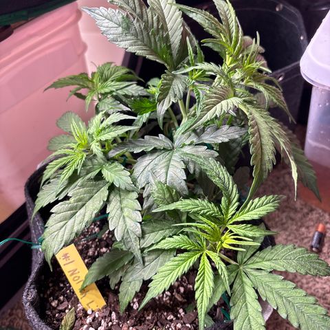 Northern lights #1 growlog photo: Before training 