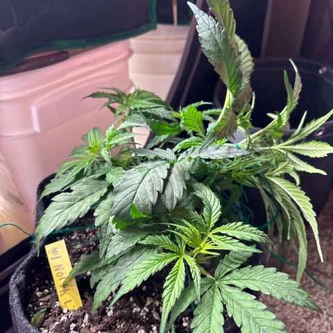 Northern lights #1 growlog photo: After training 