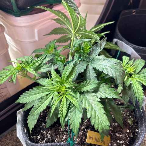 Northern lights #1 growlog photo: After training 
