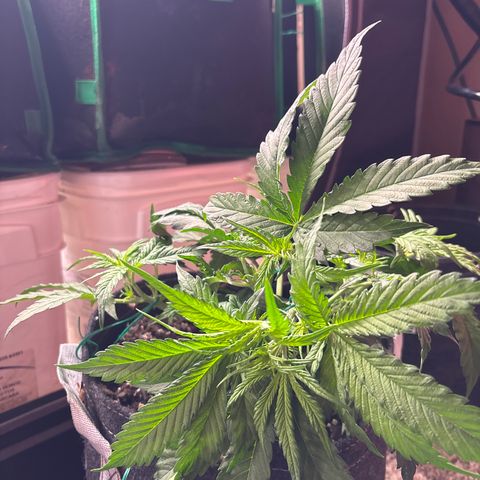 Northern lights #1 growlog photo: After training 