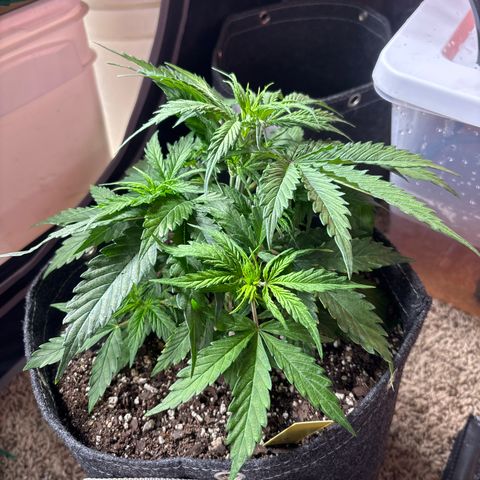 Northern lights #3 growlog photo: Before training 