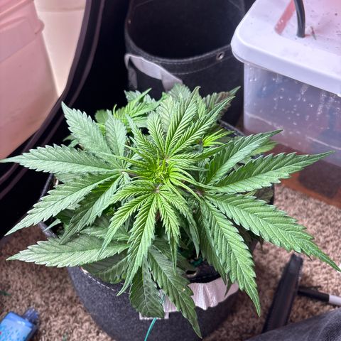 Northern lights #3 growlog photo: Before training 