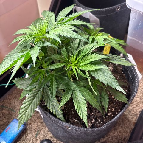 Northern lights #3 growlog photo: Before training 