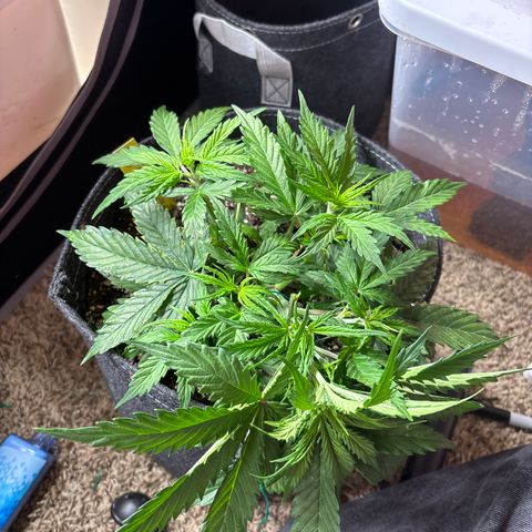 Northern lights #3 growlog photo: After training 