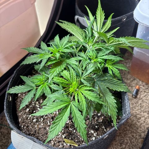 Northern lights #3 growlog photo: After training 