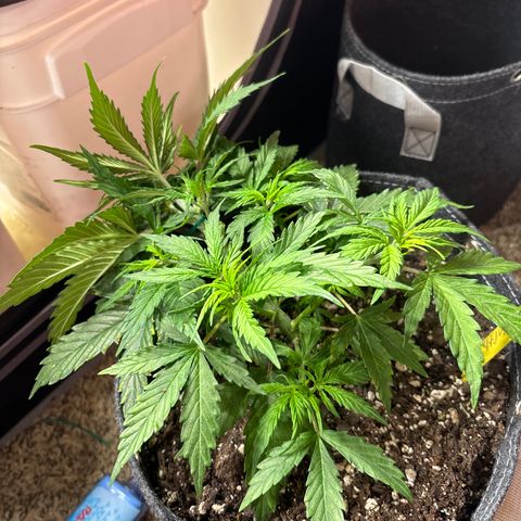 Northern lights #3 growlog photo: After training 