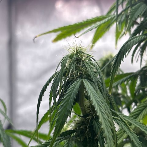 Blackberry Auto #4  growlog photo: Lookin good, super thirsty tho