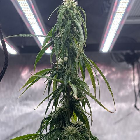 Blackberry Auto #4  growlog photo: Lookin good, super thirsty tho