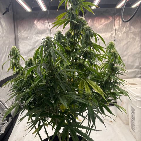 Blackberry Auto #4  growlog photo: Lookin good, super thirsty tho