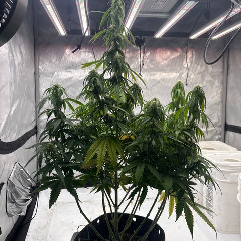 Blackberry Auto #4  growlog photo: Lookin good, super thirsty tho