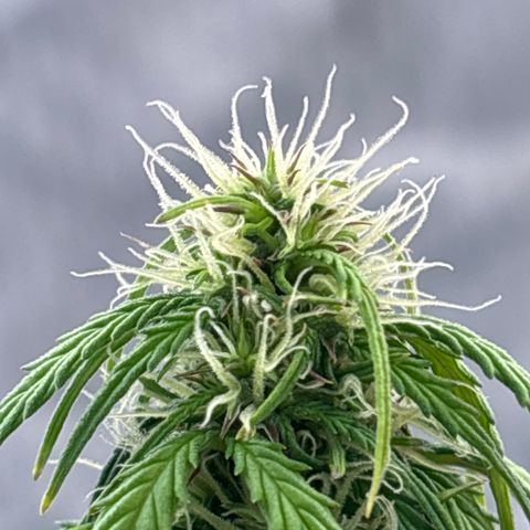 Blackberry Auto #4  growlog photo: Lookin good, super thirsty tho
