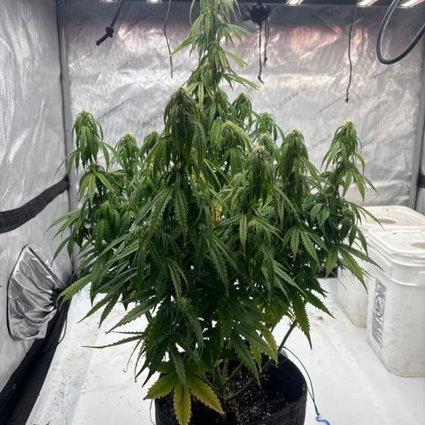 Blackberry Auto #4  growlog photo: Lookin good, super thirsty tho