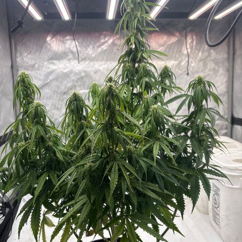 Blackberry Auto #4  growlog photo: Lookin good, super thirsty tho