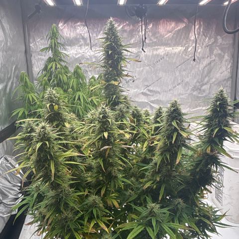 Blackberry auto  #2 growlog photo: Fastest of the three looking really good and pleasant aroma spicy, berry ish, kushy 