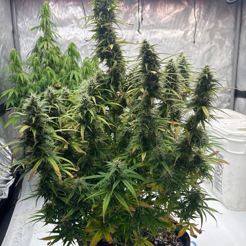 Blackberry auto  #2 growlog photo: Fastest of the three looking really good and pleasant aroma spicy, berry ish, kushy 