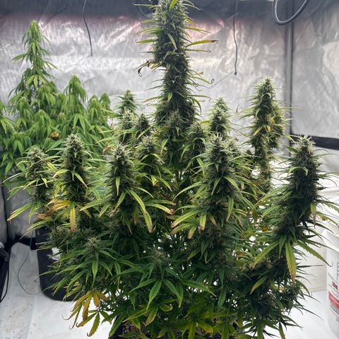 Blackberry auto  #2 growlog photo: Fastest of the three looking really good and pleasant aroma spicy, berry ish, kushy 