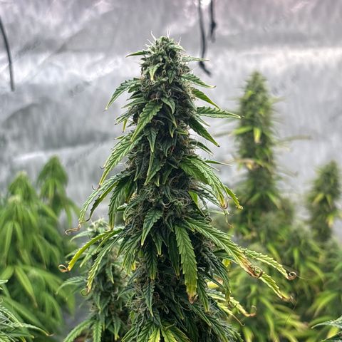 Blackberry auto  #3 growlog photo: Pistals turning brown, 45% or so. 
Deep spice aroma, slightly skunky
