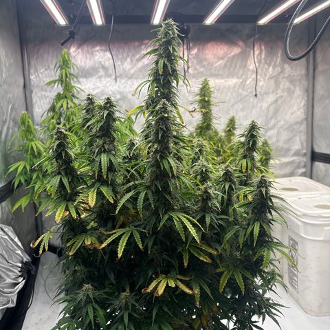 Blackberry auto  #3 growlog photo: Pistals turning brown, 45% or so. 
Deep spice aroma, slightly skunky
