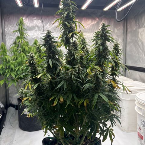 Blackberry auto  #3 growlog photo: Pistals turning brown, 45% or so. 
Deep spice aroma, slightly skunky
