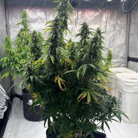 Blackberry auto  #3 growlog photo: Pistals turning brown, 45% or so. 
Deep spice aroma, slightly skunky
