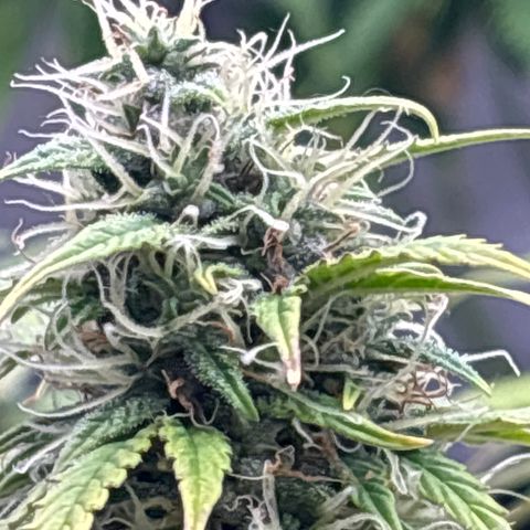 Blackberry auto  #2 growlog photo: Fastest of the three looking really good and pleasant aroma spicy, berry ish, kushy 