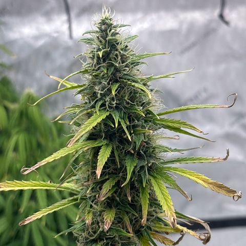 Blackberry auto  #2 growlog photo: Fastest of the three looking really good and pleasant aroma spicy, berry ish, kushy 