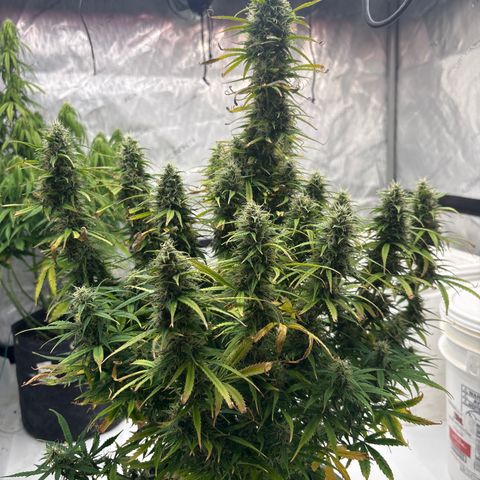 Blackberry auto  #2 growlog photo: Fastest of the three looking really good and pleasant aroma spicy, berry ish, kushy 