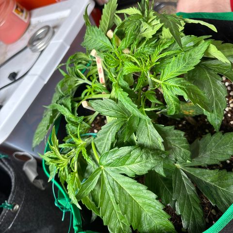 Quick one  #1 growlog timeline photo