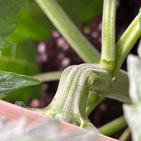 Quick one  #1 growlog photo: Super vigorous so I supercropped above 3rd node and steamed down side canopy