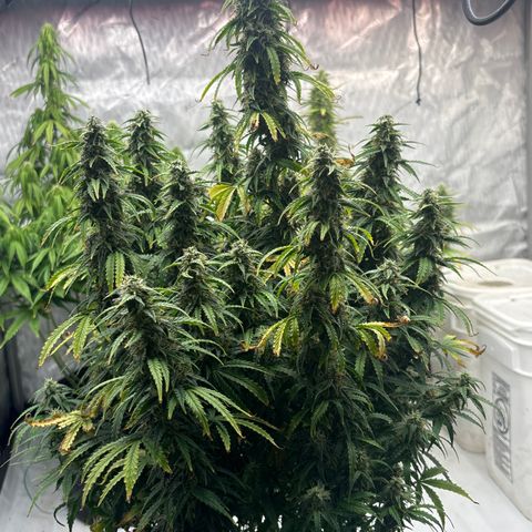 Blackberry auto  #3 growlog photo: Pistals turning brown, 45% or so. 
Deep spice aroma, slightly skunky
