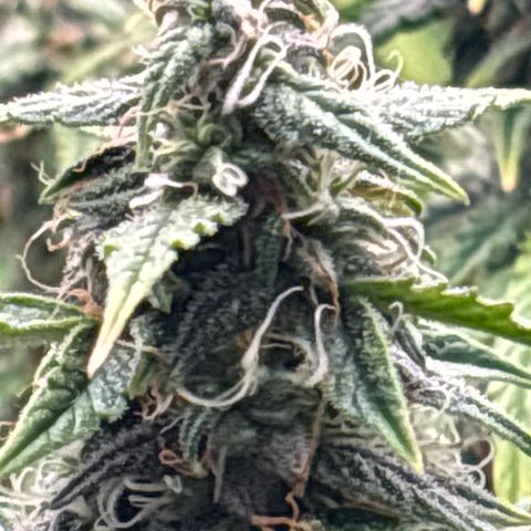 Blackberry auto  #3 growlog photo: Pistals turning brown, 45% or so. 
Deep spice aroma, slightly skunky
