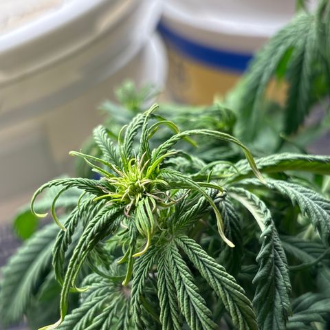 Northern lights #3 growlog photo: Flower started, very small plants but that’s okay hopefully she will stretch some more
