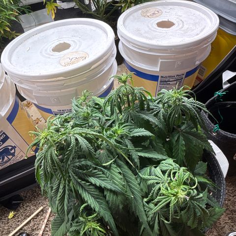 Northern lights #3 growlog photo: Flower started, very small plants but that’s okay hopefully she will stretch some more
