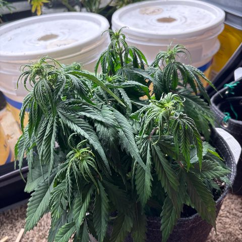 Northern lights #3 growlog photo: Flower started, very small plants but that’s okay hopefully she will stretch some more
